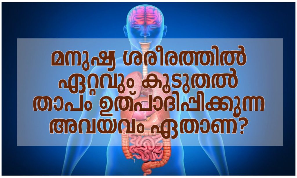 Which organ produces the most heat in the human body?