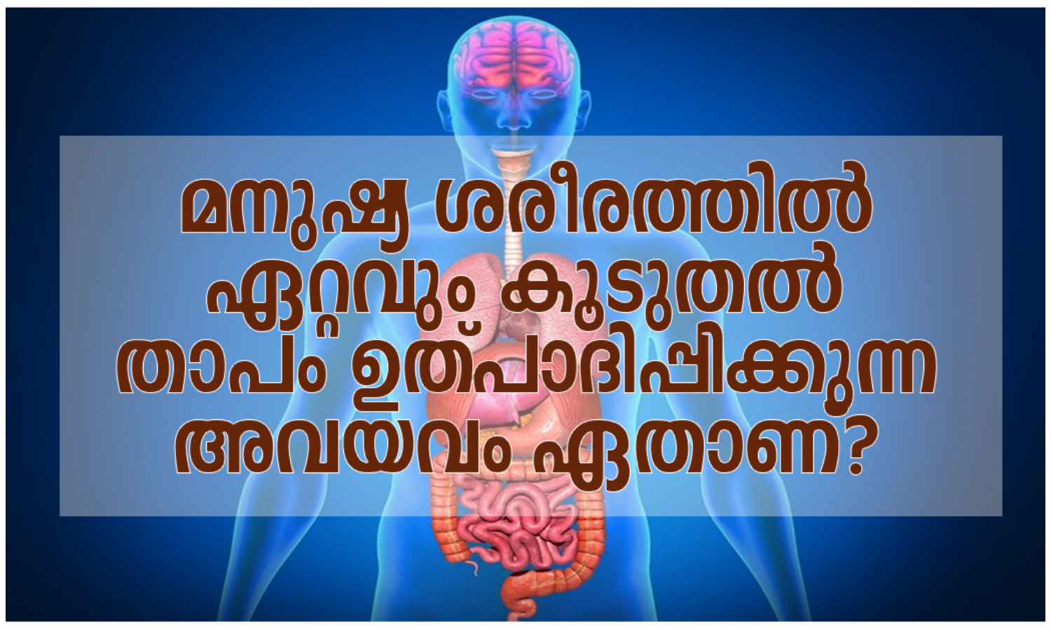 Which organ produces the most heat in the human body?